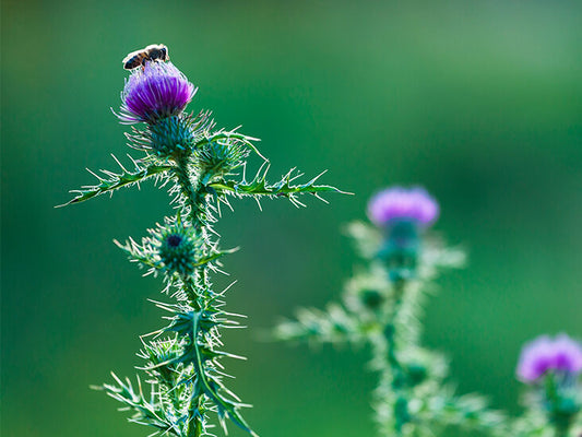 does milk thistle work